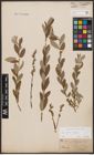 Foto von Salix aurita L. x Salix repens L.